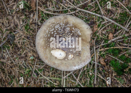 Pantera velenosi i funghi nel il bosco di conifere Foto Stock