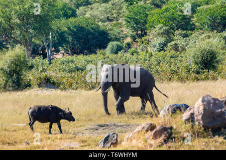 Elefante e bufali, Africa safari wildlife Foto Stock