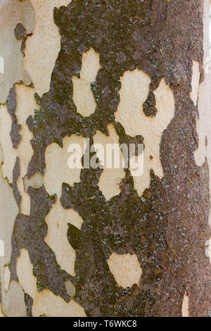 Corteccia sul tronco di una Londra plane tree (Plantanus x hispanica), LONDRA, REGNO UNITO, molla Foto Stock