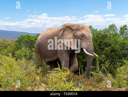 Elefante africano (Loxodonta africana ) in Addo Elephant National Park, Port Elizabeth, Capo orientale, Sud Africa Foto Stock