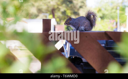 Belton, Norfolk. Regno Unito. Un Gray Squirrel siede su un marrone recinto accanto ad alcuni cassonetti per il riciclaggio Foto Stock