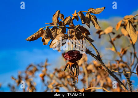 Lo scorso anno il secco rami di rosa canina contro una molla blu cielo. Foto macro di piante. Foto Stock