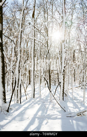 Sun flare attraverso la coperta di neve alberi in una foresta di inverno Foto Stock