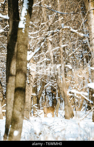 Dritto in vista di un white-tailed deer guardando attraverso la foresta Foto Stock