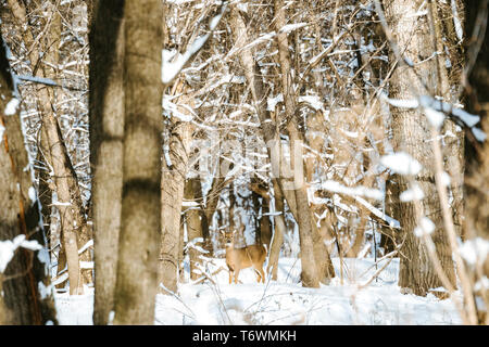 Dritto in vista di un white-tailed deer attraverso un bosco innevato Foto Stock