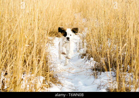 Un san Bernardo cucciolo in esecuzione attraverso un pieno innevati in inverno Foto Stock