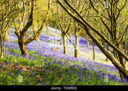 Ide Hill, vicino a Sevenoaks, Regno Unito - 23 Aprile 2019: nativo bluebells inglese in piena fioritura nel National Trust è Emmetts giardino. Foto Stock