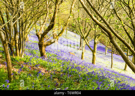 Ide Hill, vicino a Sevenoaks, Regno Unito - 23 Aprile 2019: nativo bluebells inglese in piena fioritura nel National Trust è Emmetts giardino. Foto Stock