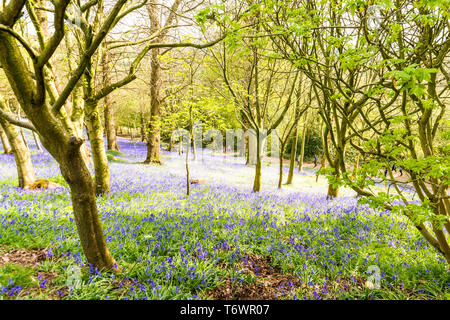 Ide Hill, vicino a Sevenoaks, Regno Unito - 23 Aprile 2019: nativo bluebells inglese in piena fioritura nel National Trust è Emmetts giardino. Foto Stock