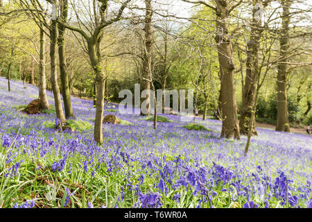 Ide Hill, vicino a Sevenoaks, Regno Unito - 23 Aprile 2019: nativo bluebells inglese in piena fioritura nel National Trust è Emmetts giardino. Foto Stock