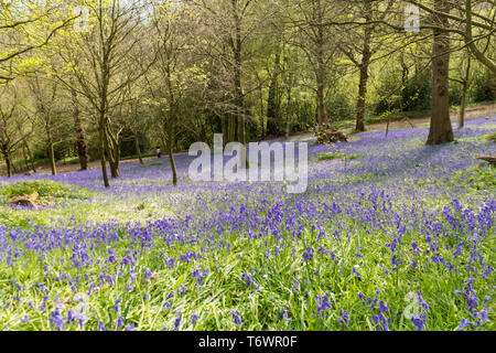 Ide Hill, vicino a Sevenoaks, Regno Unito - 23 Aprile 2019: nativo bluebells inglese in piena fioritura nel National Trust è Emmetts giardino. Foto Stock