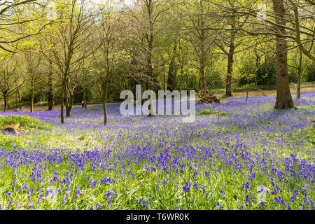 Ide Hill, vicino a Sevenoaks, Regno Unito - 23 Aprile 2019: nativo bluebells inglese in piena fioritura nel National Trust è Emmetts giardino. Foto Stock