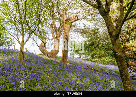 Ide Hill, vicino a Sevenoaks, Regno Unito - 23 Aprile 2019: nativo bluebells inglese in piena fioritura nel National Trust è Emmetts giardino. Foto Stock