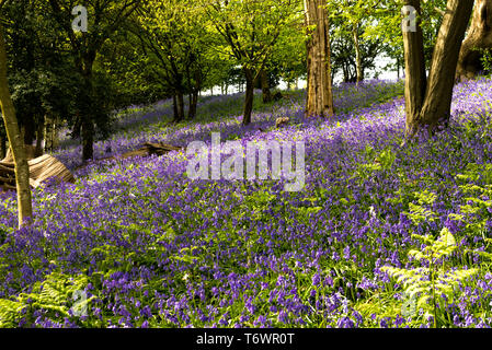 Ide Hill, vicino a Sevenoaks, Regno Unito - 23 Aprile 2019: nativo bluebells inglese in piena fioritura nel National Trust è Emmetts giardino. Foto Stock