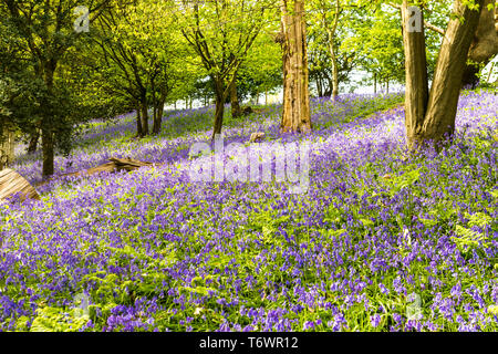 Ide Hill, vicino a Sevenoaks, Regno Unito - 23 Aprile 2019: nativo bluebells inglese in piena fioritura nel National Trust è Emmetts giardino. Foto Stock