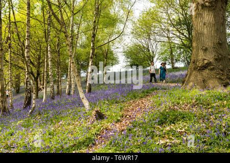 Ide Hill, vicino a Sevenoaks, Regno Unito - 23 Aprile 2019: nativo bluebells inglese in piena fioritura nel National Trust è Emmetts giardino. Foto Stock