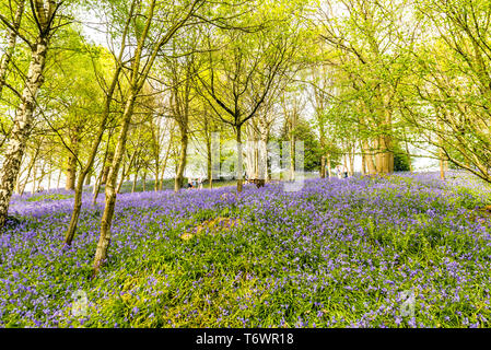 Ide Hill, vicino a Sevenoaks, Regno Unito - 23 Aprile 2019: nativo bluebells inglese in piena fioritura nel National Trust è Emmetts giardino. Foto Stock