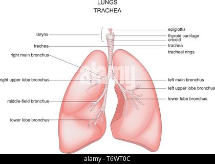 Illustrazione vettoriale di anatomia dei polmoni, della trachea e della laringe Illustrazione Vettoriale
