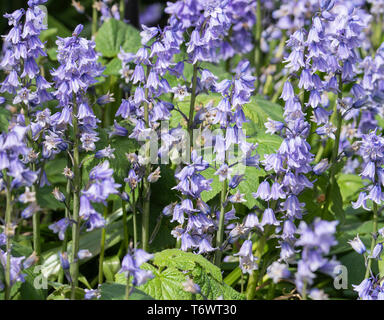 Un fiore spagnolo Bluebell in pieno fiore in un giardino in Alsager Cheshire Inghilterra Regno Unito Regno Unito Foto Stock