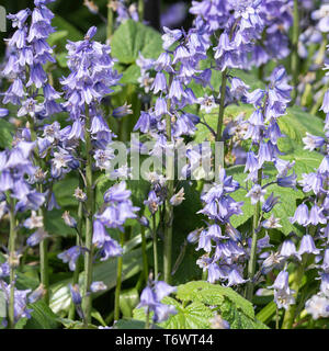 Cluster di spagnolo Bluebell Fiori in piena fioritura in un giardino in Alsager Cheshire England Regno Unito Regno Unito Foto Stock