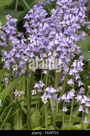 Cluster di spagnolo Bluebell Fiori in piena fioritura in un giardino in Alsager Cheshire England Regno Unito Regno Unito Foto Stock