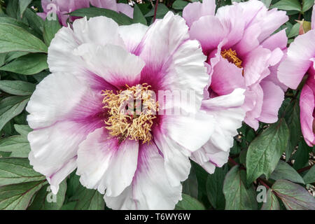 Peonia d'albero, peonie, Paeonia suffruticosa "Monsieur Antoine Riviére", fiori da vicino fiore di peonia viola Foto Stock