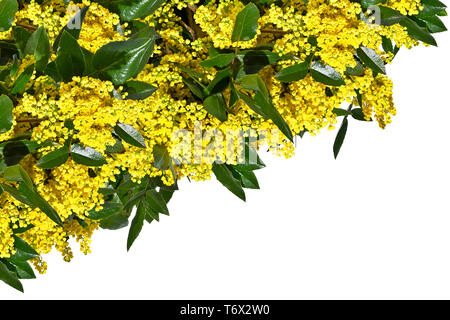 Rami verdi di mahonia con fiori di colore giallo isolato su uno sfondo bianco Foto Stock