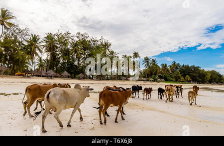Una mandria di motley colorati di rosso e di mucche selvatiche su uno sfondo di verdi alberi che corre lungo il wet white sand sull'oceano su una soleggiata giornata estiva. Foto Stock