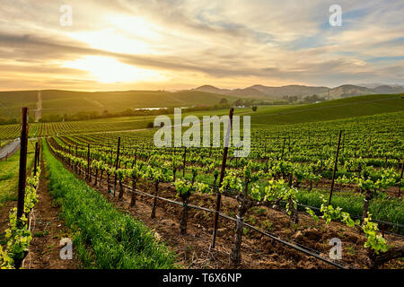 Vigne al tramonto in California, Stati Uniti d'America Foto Stock