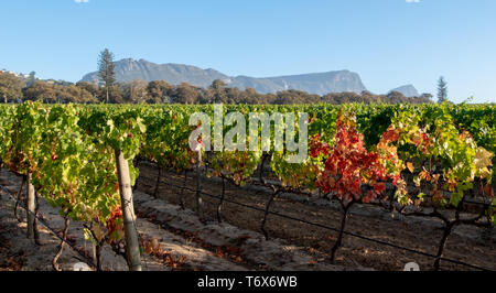 Foto di vigneti a Groot Constantia vigneto, Cape Town, Sud Africa, presa su una chiara mattina presto, con le montagne sullo sfondo. Foto Stock