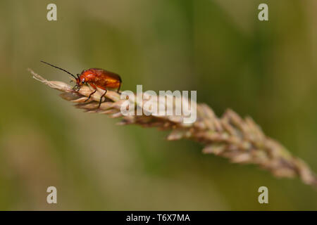 Soldato rosso Beetle sull'erba a Stoke Park, Bristol, Inghilterra. Altrimenti noto come 'Bloodsucker' e 'Hogweed Bonking' Scarabeo. Foto Stock