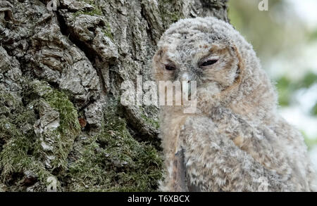 Il 30 aprile 2019, Schleswig-Holstein, Großenaspe: un allocco, consegnato da un walker nel gioco Eekholt Park, si siede su un albero. Gli esperti avvertono contro la raccolta i gattini che sono caduti dal proprio nido foro. Anche se gli uccelli non sono ancora navigabilità, vogliono arrampicarsi sugli alberi per mezzo dei suoi artigli e il becco e cercare la propria grotta. Sul giorno del gufo nel Eekholt Wildlife Park si sarà informato circa la corretta gestione dei piccoli gufi. Foto: Carsten Rehder/dpa Foto Stock