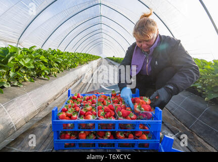 03 maggio 2019, Brandeburgo, Francoforte (Oder): una messe polacca lavoratore ordina fragole appena raccolte in una tenda di lamina appartenente al coltivatore di frutta Herzberg in Pagram, un quartiere di Francoforte (Oder). La zona circostante di Francoforte (Oder) è una delle più importanti aree per la coltivazione di frutta nel Land di Brandeburgo. Obsthof Herzberg è un azienda di famiglia che è stata una crescente frutta come mele, pere, dolce e le ciliege acide, susine e fragole dal 1990. Foto: Patrick Pleul/dpa-Zentralbild/ZB Foto Stock