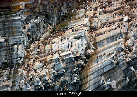 Auks, kittiwakes e guillemots nidificazione in basalto colonnare a Rubini Rock, off Hooker Isola, Franz Josef Land, Arctique russo. Foto Stock