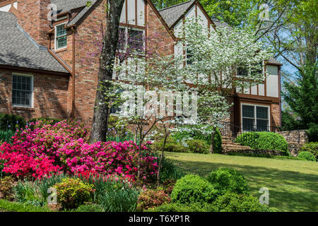 Fioritura bianco sanguinello, Cornus florida e rosa azalias, Pentanthera, che fiorisce in Tennessee, USA in una impostazione suburbana. Foto Stock