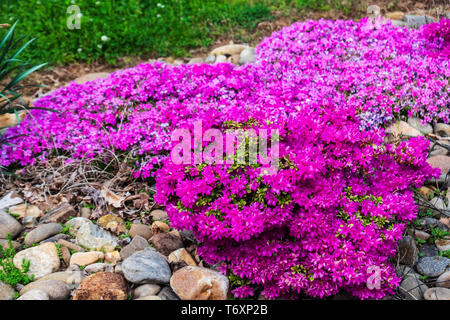 Rosa rampicante phlox, Phlox subulata e rosa Azalias, genere rododendro, Pentanthera, che fiorisce in una semina primaverile a Knoxville, Tennessee, Stati Uniti d'America. Foto Stock