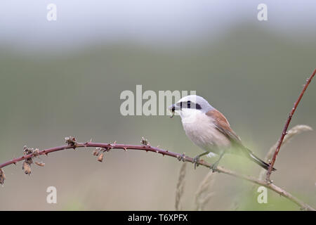 Red-backed Shrike / Lanius collurio Foto Stock