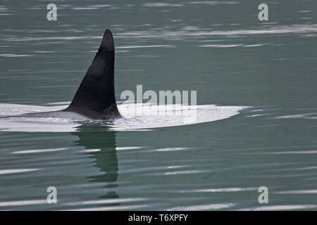 Orca / Killer Whale / maschio / Orcinus orca Foto Stock