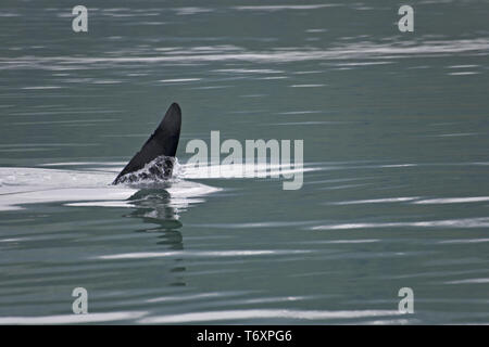 Orca / Killer Whale / maschio / Orcinus orca Foto Stock