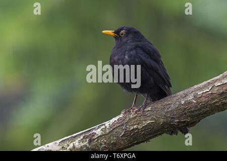 Merlo comune / Eurasian Blackbird / maschio / Turdus merula Foto Stock