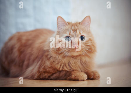Ritratto di un soffice striped gatto domestico, colore rosso Foto Stock