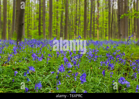 La famosa foresta Hallerbos a Bruxelles Belgio Foto Stock