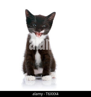 Bianco e nero gattino. Soffice gattino nero. Kitten su uno sfondo bianco. Piccolo predatore. Black kitty. Piccolo gatto. Foto Stock