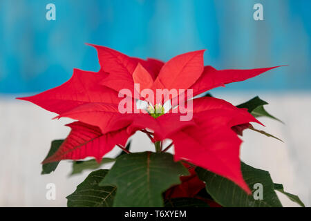 Poinsettia rosso fiore di Natale Foto Stock