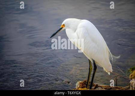 Un Snowy airone bianco in Sanibel Island, Florida Foto Stock
