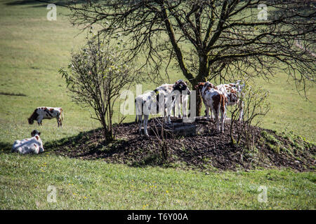 Vacche cercare ombra sotto tree Foto Stock