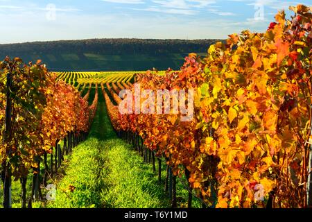 Vigneto in autunno, colorato di fogliame, vicino a Volkach, bassa Franconia, principale Franconia, Franconia, Baviera, Germania Foto Stock