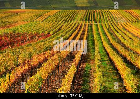 Vigneto in autunno, colorato di fogliame, vicino a Volkach, bassa Franconia, principale Franconia, Franconia, Baviera, Germania Foto Stock