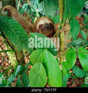 Marrone-throated sloth (Bradypus variegatus), nella struttura ad albero, animale ritratto, foresta pluviale, Costa Rica Foto Stock