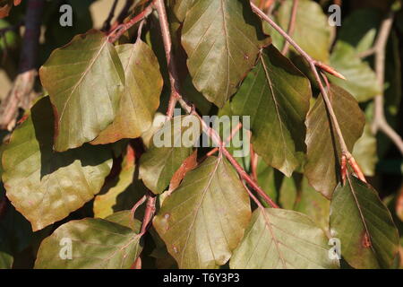 Fagus sylvatica Purpurea Pendula Foto Stock